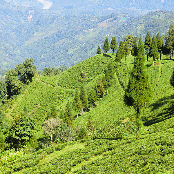 Scenic Darjeeling Getaway