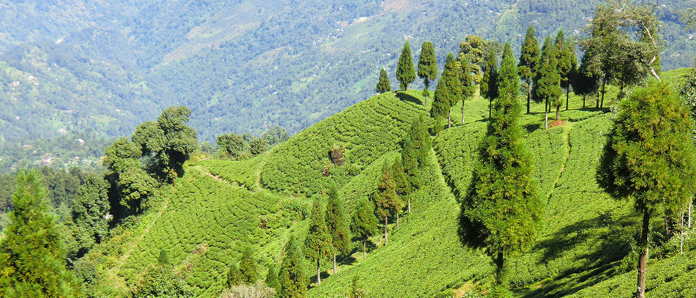 Scenic Darjeeling Getaway